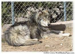 Hybrid Puppies For Sale Adoption Ad From San Bernadino California San Bernardino Amazing Beautiful Wolfdog Puppies Wolf Dog Wolf Hybrid Dogs Hybrid Dogs