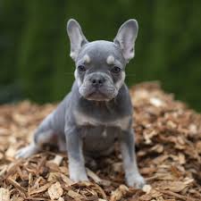 Black And Tan Merle Frenchie Lilac And Tan Female French Bulldog Puppy Nw Frenchies Washington State French Bulldog Funny French Bulldog Puppies French Bulldog Puppy