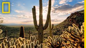 So cactus can grow well in deserts. Desert Habitats Theschoolrun
