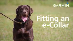Garmin Fitting An E Collar And Finding Your Dog S Level
