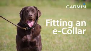 garmin fitting an e collar and finding your dog s level