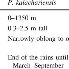 Image result for Erianthemum