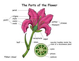 Parts Of A Flower