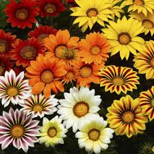 Gazania /ɡəˈzeɪniə/ is a genus of flowering plants in the family asteraceae, native to southern africa. Big Kiss Mix Syngenta Flowers