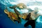 Cairns australia snorkeling