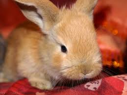 40 Hasen Baby Bilder Besten Bilder Von Ausmalbilder We have 66+ amazing background pictures carefully picked by our community. 40 hasen baby bilder besten bilder