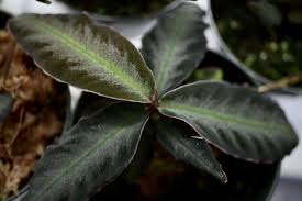 Image result for Ardisia staudtii