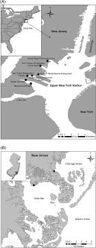 302 constitution avenue bayonne, nj 07002 construction type: Shoreline Infrastructure Degradation And Increasing Littoral Naturalization Accommodates Juvenile Fish And Crab Assemblages In Heavily Urbanized Upper New York Harbor Grothues 2020 Restoration Ecology Wiley Online Library
