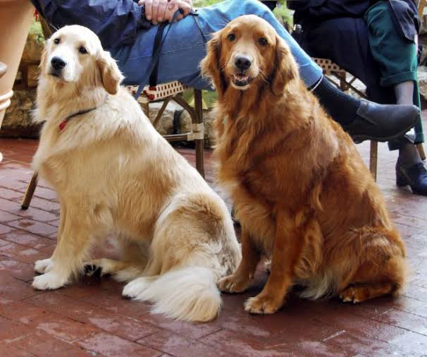 Mga resulta ng larawan para sa Golden Retrievers are often used as therapy dogs due to their calm demeanor, gentle disposition, and friendliness to strangers."