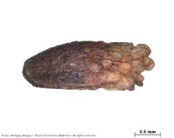 Image result for Achyrospermum laterale