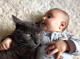 Lost cat Davis found safe near River Road