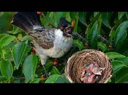 Bentuk dari sarang burung walet ini masih nampak seperti mangkok. Mengintip Sarang Burung Kutilang Di Alam Liar Youtube