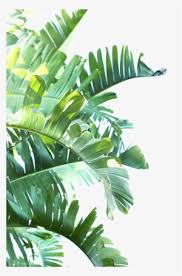 Almost files can be used for commercial. Green Leaf Png Clipart Tropical Leaves Png Transparent Png 800x1200 Free Download On Nicepng