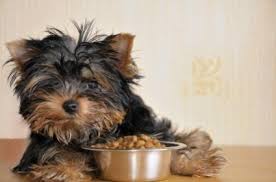 The following breeds can be prone to weight gain: 5 High Fiber Dog Food Options Lovetoknow