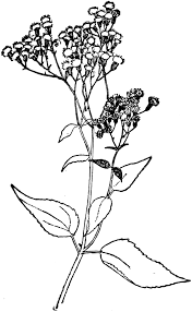 White snakeroot is a native plant that is responsible for killing thousands of people in the midwest and eastern united states in the 18th and 19th centuries. White Snakeroot Clipart Etc