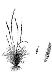 Image result for Tripogon