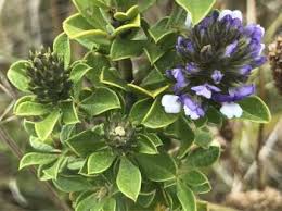 Image result for Otholobium foliosum