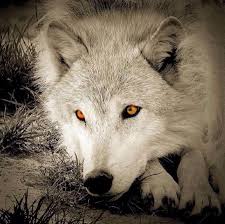 Golden Eyes Animals Nature Wolves Wildlife Animals Wolf Dog Wolf Love