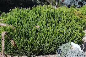 Image result for Leucas alluaudii