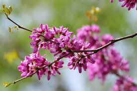There are two varieties of this species with smaller, glossier leaves and often a more compact form that occur in texas and mexico, as well as the related western redbud, c. 12 Different Types Of Redbud Trees Home Stratosphere