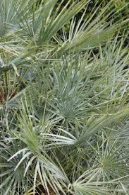 Image result for Chamaerops