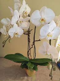 We did not find results for: Vee S Flowers Home Facebook