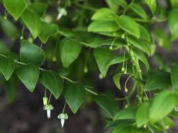 Image result for Asparagus asparagoides