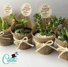 Succulents Gift House Plants Succulent Gifts Plant Gifts Cactus