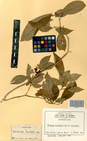 Image result for Voacanga bracteata