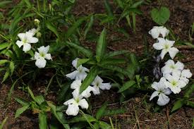 Image result for Cycnium