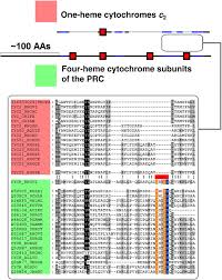 Evolution Of Cytochrome Bc Complexes From Membrane Anchored Dehydrogenases Of Ancient Bacteria To Triggers Of Apoptosis In Vertebrates Abstract Europe Pmc