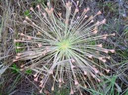 Image result for Burttdavya