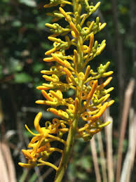 Image result for Vangueria ferruginea