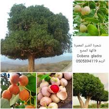 Image result for Dobera