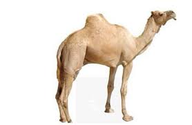 Idiom meaning, origin, and examples. The Straw That Broke The Camel S Back Steemit