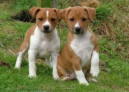 Plummer terriers are primarily jack russell terriers. Amazing Plummer Terrier Puppies Click Here Www Petzmag Com Terrier Puppies Purebred Dogs Dog Breeds
