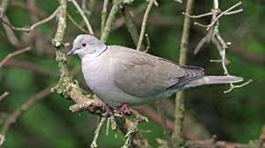 Collared Dove The Wildlife Trusts