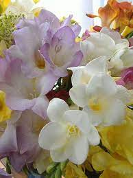 Plant Now Freesias Sow Your Seeds Pretty Flowers Freesia Flowers Amazing Flowers