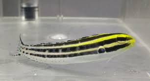 A linespot fangblenny, meiacanthus grammistes, on wilsons reef, great barrier reef, queensland, june 2015. Meiacanthus Grammistes Zebra Sabelzahnschleimfisch Schleimfische Blenny Fische Seepferdchen Elena Theys Meeresaquaristik