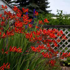 Crocosmia blooms are produced on slender stems of 2 feet (0.5 m.) or more in length. Crocosmia Lucifer Walters Gardens Inc