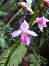 Image result for Calanthe sylvatica