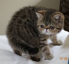 The exotic shorthair won't demand a lot of attention, but she is a playful entertainer which makes her an excellent companion for families with multiple pets and children. Exotic Shorthair Kittens For Sale Petfinder