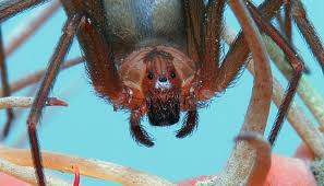 The black widow and the brown recluse. Venomous Texas Spiders Which Two Species To Look Out For