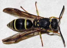 Pictures of black and yellow wasps. Black And Yellow Wasp Ancistrocerus Adiabatus Bugguide Net