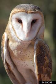 I chose the barn owl variety, since they are right up there in terms of creepiness. Barn Owl Tyto Alba Natureworks
