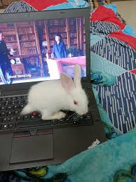 Image result for tbn:nuNU7FPK4A54yM::rvforsaleguide.com/images/bunny-resting-picture.jpg