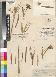 Image result for Kanahia laniflora