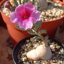 Image result for Pterodiscus elliottii