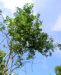 Image result for Premna