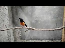 About press copyright contact us creators advertise developers terms privacy policy & safety how youtube works test new features press copyright contact us creators. Murai Batu F3 X Supak Proses Penjodohan Ardipa Bf Lagu Mp3 Mp3 Dragon